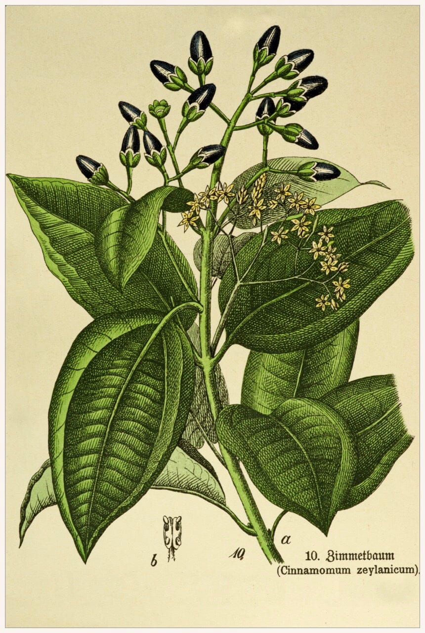 Cinnamon Leaf