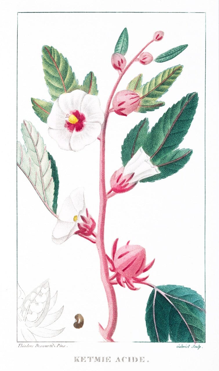 Hibiscus