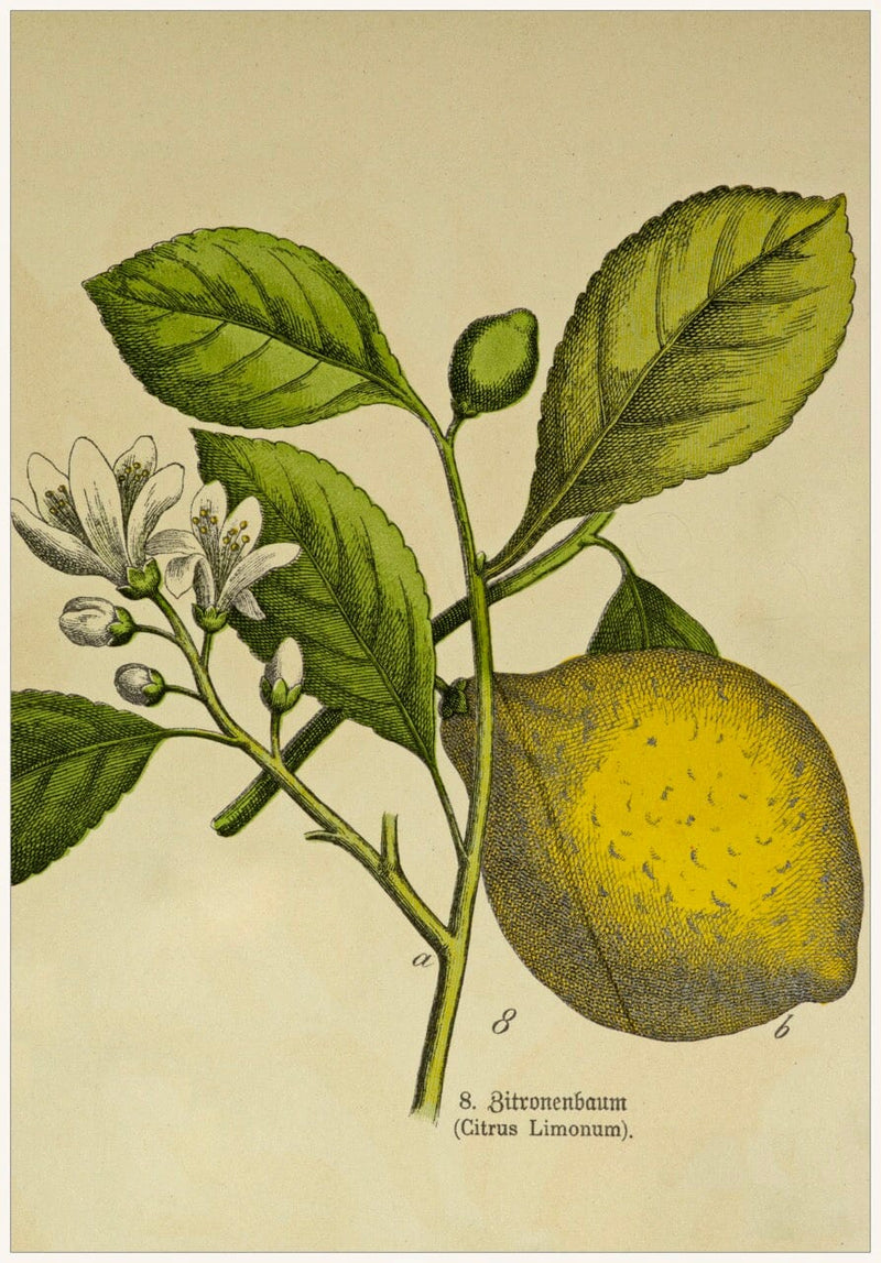 Lemon Peel