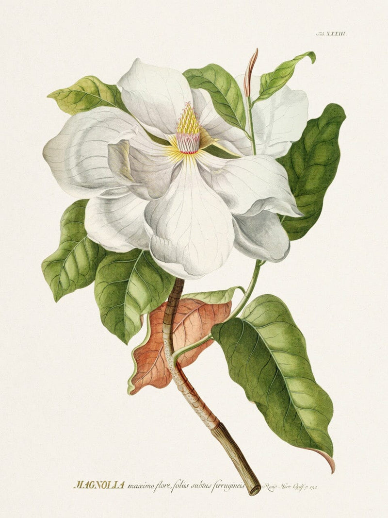 Magnolia Flower