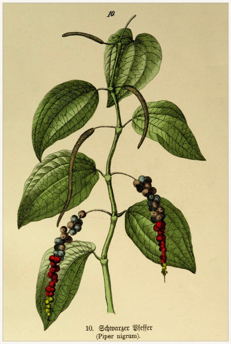 Black Pepper