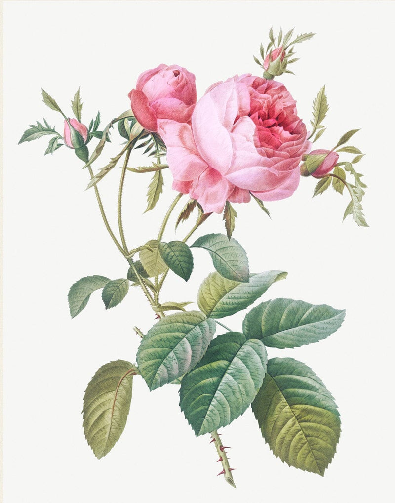 Red & Pink Rose