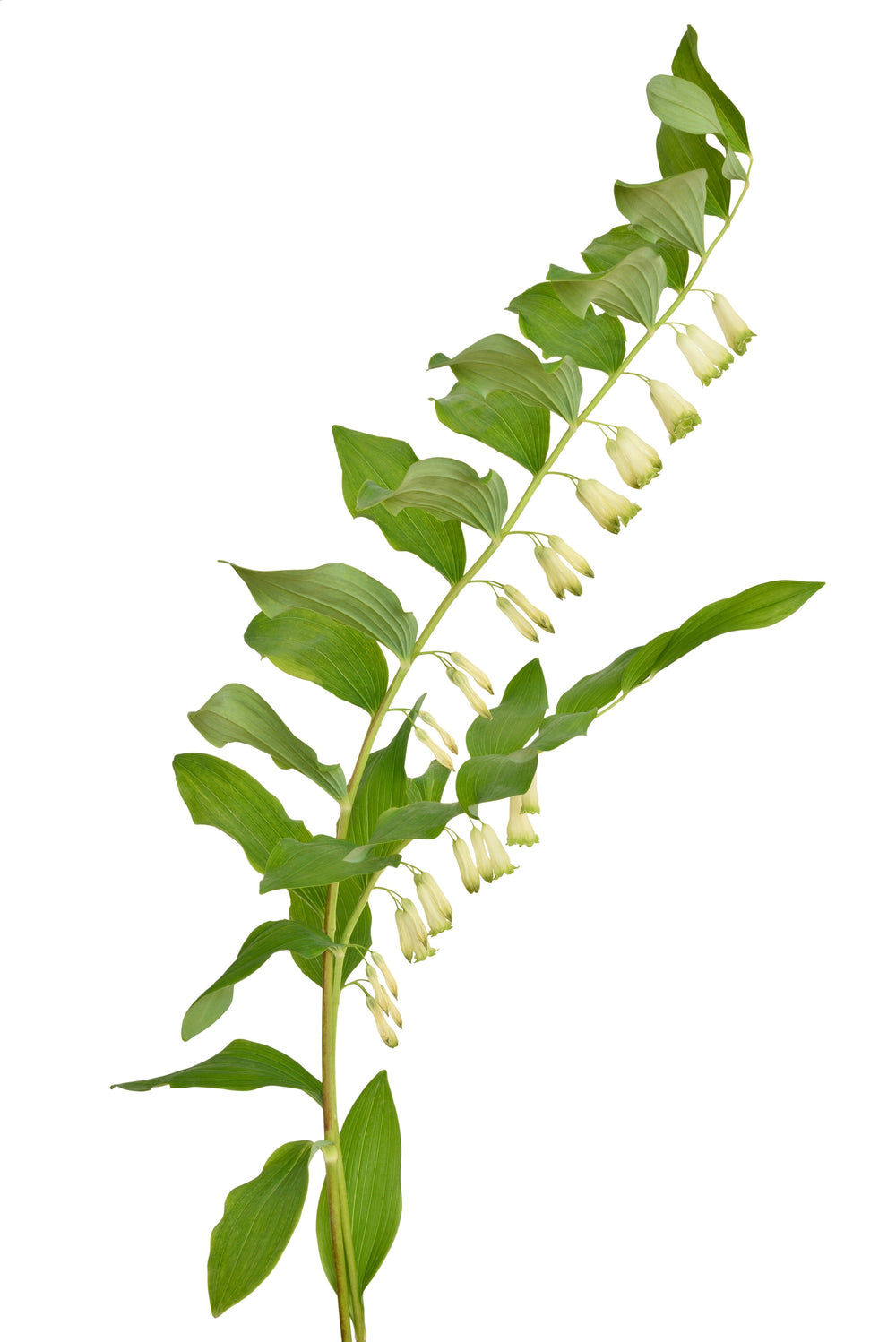 Solomon's Seal