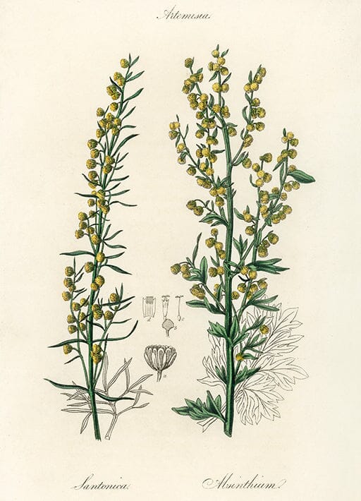 Sweet Wormwood