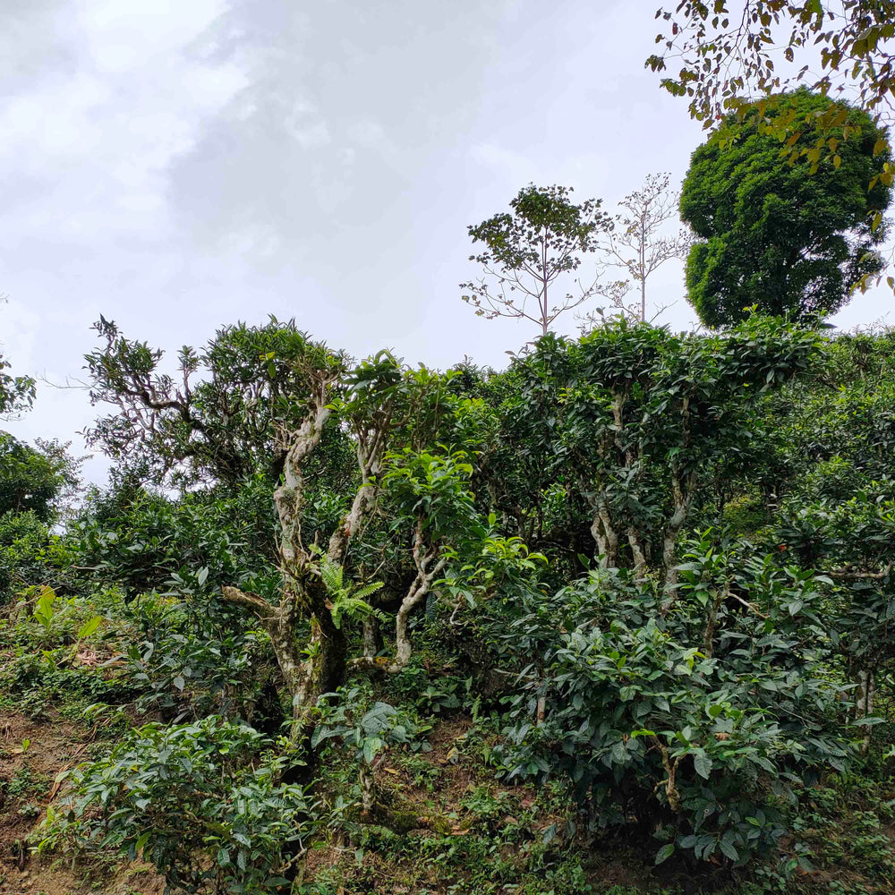 Lao Cai, Vietnam