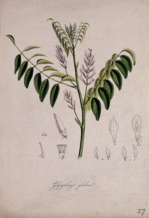 Licorice Root