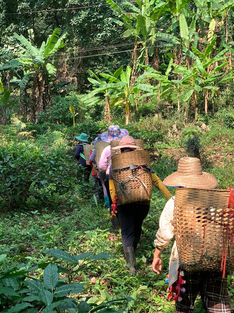 Mae Taeng, Thailand