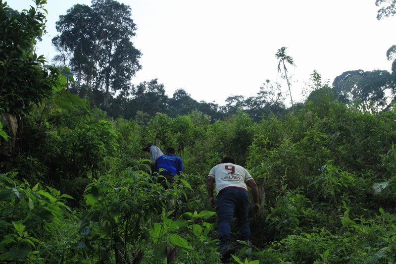 Pichanaqui, Peru
