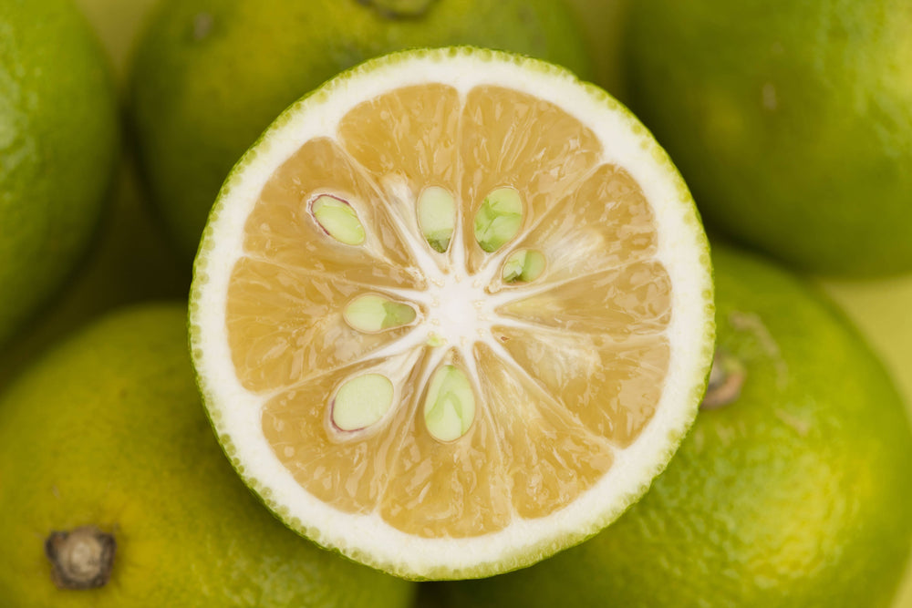 Yuzu Citrus
