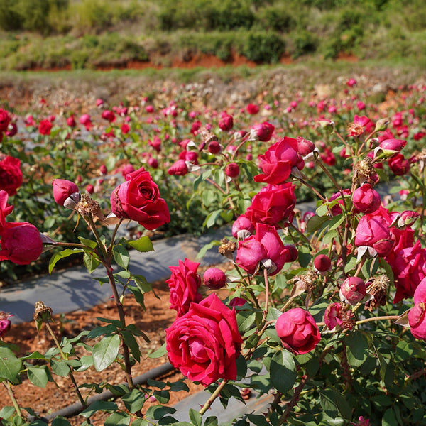 Rose Black Tea, Organic