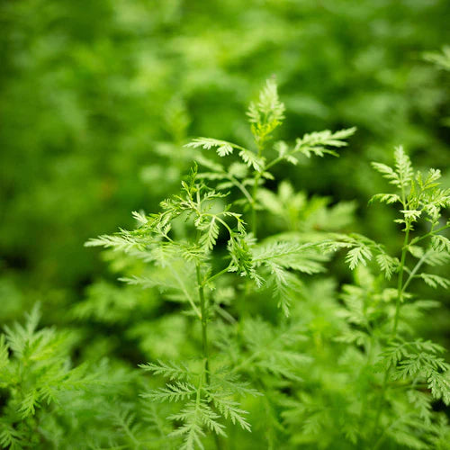 Artemisia Qi Tonic