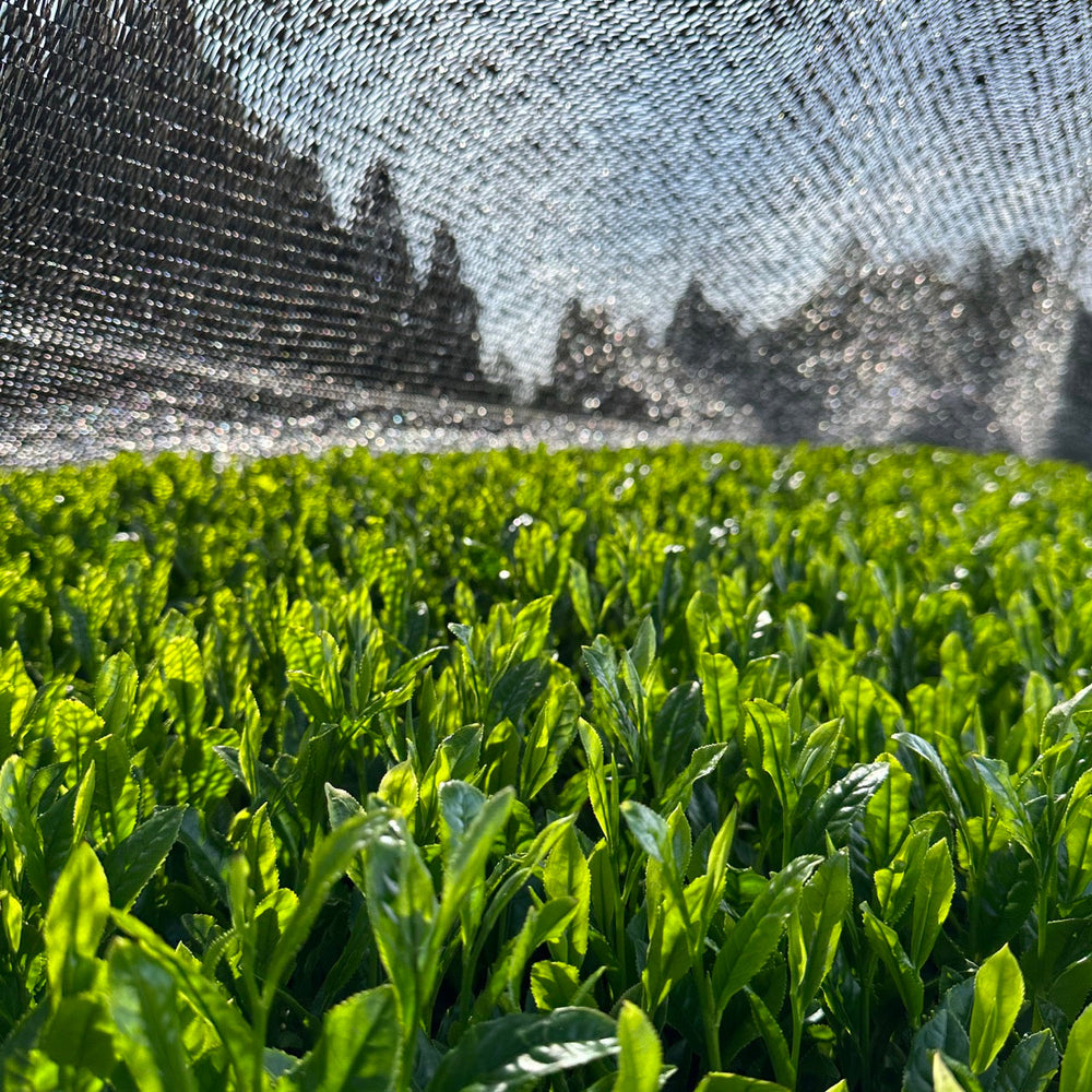 Sencha
