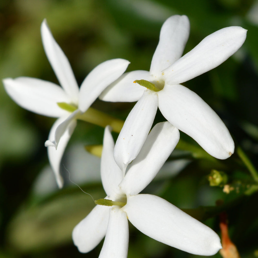 Jasmine Green