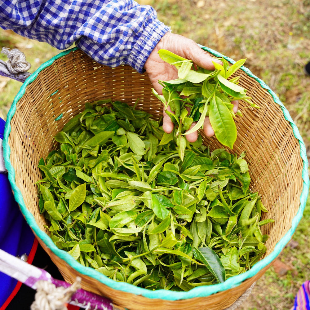 Pu'er Tuo Cha